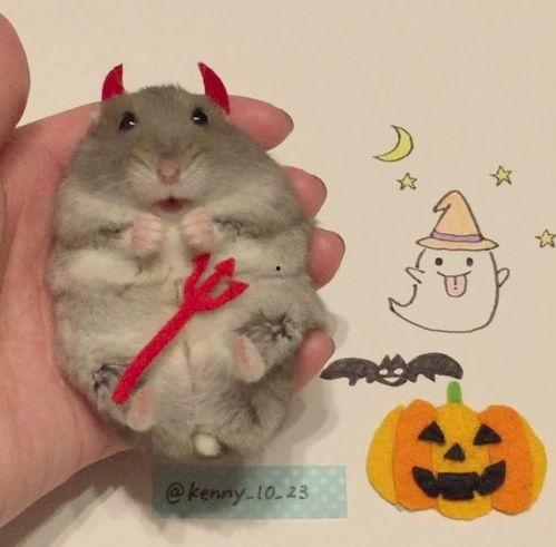 豆瓜仓鼠可以吃吗视频教程,营养搭配与注意事项