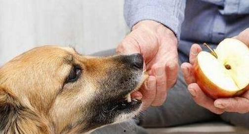 养狗吃瓜的视频大全下载,趣味宠物日常大盘点