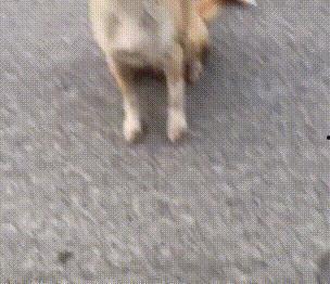 幼犬可以吃烧瓜吗视频大全,幼犬适宜食用的烧瓜食谱大全