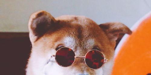 重庆狗哥吃瓜事件视频,一场网络狂欢背后的真相揭秘