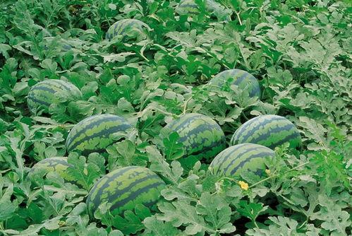 大凉山吃土瓜视频大全下载,视频大全下载攻略