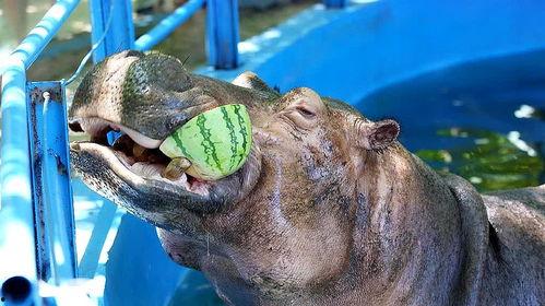 给河马吃瓜搞笑配音视频,萌态十足引网友爆笑