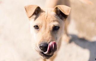 带你吃瓜狗跳舞视频在线观看,带你领略“吃瓜狗跳舞”视频的魅力瞬间